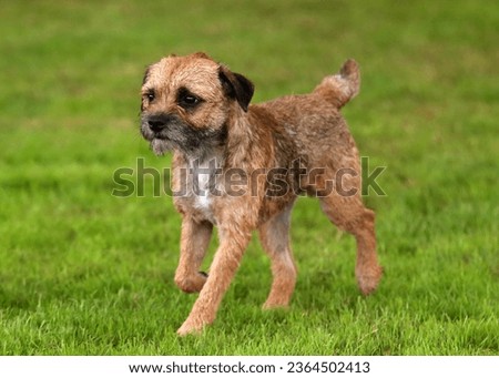 A young Border Terrier moving on grass. A British breed of small, rough-coated terriers originateing from the area of the Anglo-Scottish border