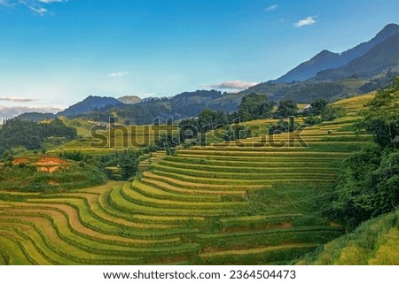 Aerial view of rice field or rice terraces , Sapa, Vietnam. Y Linh Ho village, Ta Van valley Royalty-Free Stock Photo #2364504473