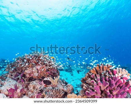 The Beautiful schools of Blue green damselfish and others in Wonderful coral reefs.

Gahi Island beach, Zamami Island, Zamami Vil., Shimajiri, Okinawa, Japan.
Photo Taken November 24, 2022.
In underwa