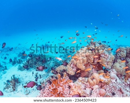 The Beautiful schools of Seagoldie and others in Wonderful coral reefs.

Gahi Island beach, Zamami Island, Zamami Vil., Shimajiri, Okinawa, Japan.
Photo Taken November 24, 2022.
In underwater photogra