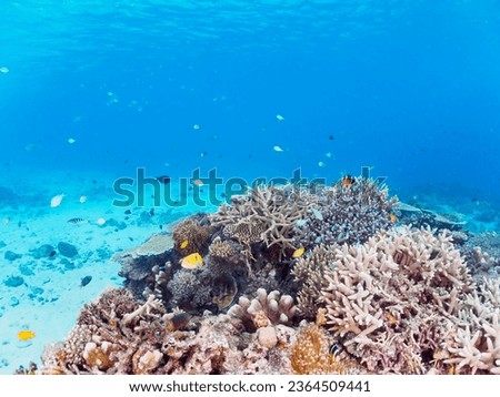 The Beautiful school of Blue green damselfish and clownfish and others in Wonderful coral reefs.

Gahi Island beach, Zamami Island, Zamami Vil., Shimajiri, Okinawa, Japan.
Photo Taken November 24, 202