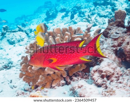 The Beautiful Yellow-edged lyretail and others in Wonderful coral reefs.

Gahi Island beach, Zamami Island, Zamami Vil., Shimajiri, Okinawa, Japan.
Photo Taken November 24, 2022.
In underwater photogr