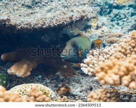Mysterious Orange-lined triggerfish and others in Wonderful coral reefs.

Gahi Island beach, Zamami Island, Zamami Vil., Shimajiri, Okinawa, Japan.
Photo Taken November 24, 2022.
In underwater photogr