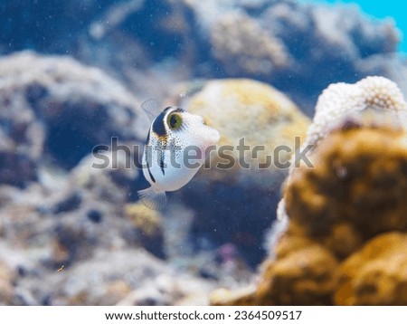 The Beautiful Valentinni's sharpnose puffer and others in Wonderful coral reefs.

Gahi Island beach, Zamami Island, Zamami Vil., Shimajiri, Okinawa, Japan.
Photo Taken November 24, 2022.
In underwater