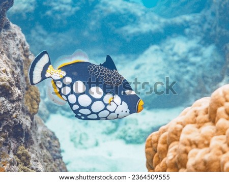 Mysterious Clown triggerfish and others in Wonderful coral reefs.

Gahi Island beach, Zamami Island, Zamami Vil., Shimajiri, Okinawa, Japan.
Photo Taken November 24, 2022.
In underwater photography.
