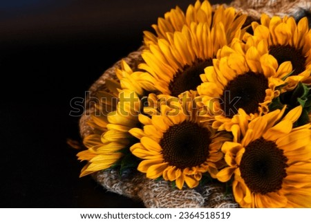 nice bouquet of Sunflowers wrapped in jute cloth on a black background,Helianthus annuus