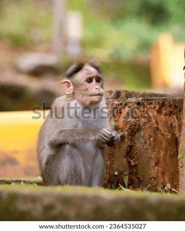 monkey in Edakkal Caves in India, a perfect picture of a monkey sitting on a Cut tree beautiful Green background