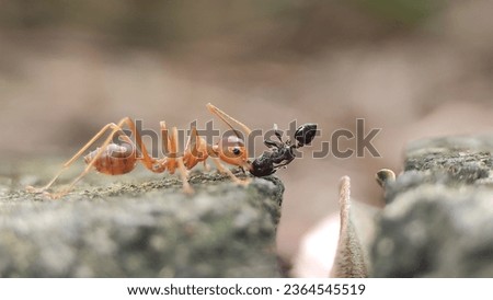 Red ant are looking food in nature