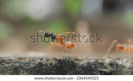 Red ant are looking food in nature