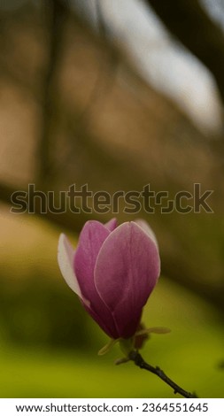 single magnolia flower with bokeh background