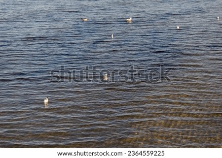 Baltic Sea in autumn, seagulls on the sea background