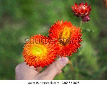 Colorful wild straw flower or golden everlasting decoration in shades of orange, pink and purple with bright yellow petal, green stem and blurred background. Beautiful Deep Colored Strawflower Macro.