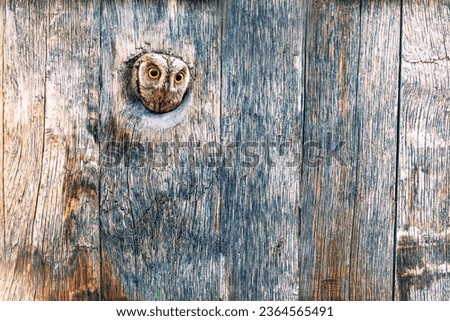 An owl looking out from its nest. Natural background. Scops Owl.