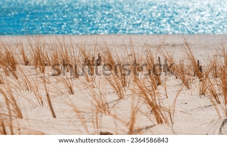 Dry marram grass on the beach on Sylt island, in North Sea, Germany. Marram grass plantation on the sand