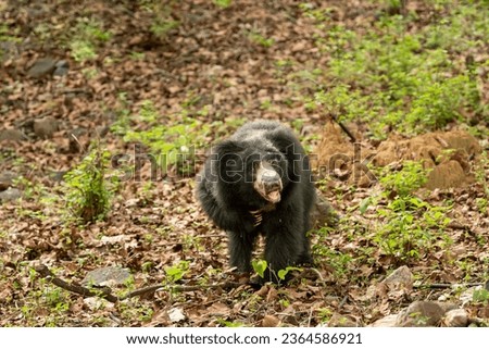 Sloth bear or Melursus ursinus or Indian bear closeup wild adult male face expression and claws in natural habitat and green background Dangerous black animal Ranthambore National Park Rajasthan India