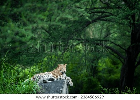 wild male leopard or panther or panthera pardus fusca on anicut cement wall with eye contact in natural monsoon green background in safari at jhalana forest leopard reserve jaipur rajasthan india