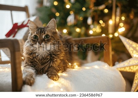 Adorable cat lying with stylish christmas gifts and golden lights on cozy armchair against decorated christmas tree. Merry Christmas! Pet and winter holidays. Atmospheric magical christmas eve