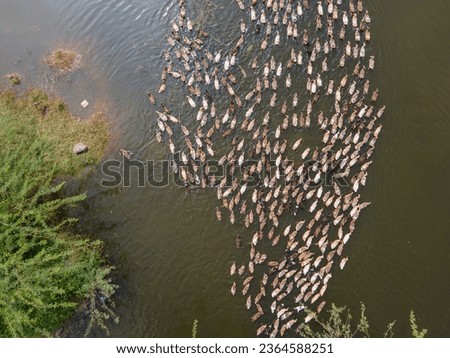 drone shot aerial view top angle bright sunny day panoramic photo of ducks goose fowl waterbird swimming in lake pond pattern symmetry wallpaper background turquoise blue flock of bird sanctuary 