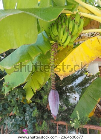 Photo of Beautiful Yellow Banana Fruit. 