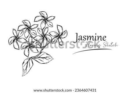 jasmine flower sketch vector illustration. Royalty-Free Stock Photo #2364607431