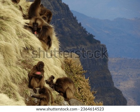 Gelada baboons in the Ethiopian Highlands