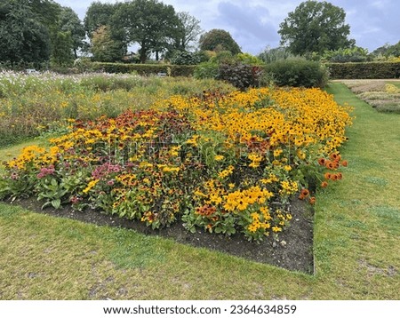 Plant Trial Bed of Rudbeckia (Coneflowers) at RHS Wisley Gardens September 2021