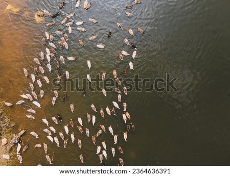 drone shot aerial view top angle bright sunny day panoramic photo of ducks goose fowl waterbird swimming in lake pond pattern symmetry wallpaper background turquoise blue flock bird sanctuary 