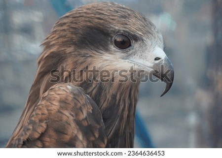 Face of A Black Kite