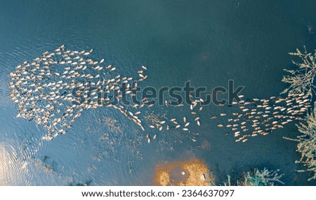 drone shot aerial view top angle bright sunny day panoramic photo of ducks goose fowl waterbird swimming in lake pond pattern symmetry wallpaper background turquoise blue flock bird sanctuary 