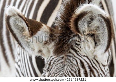 Close up of the ears of a zebra