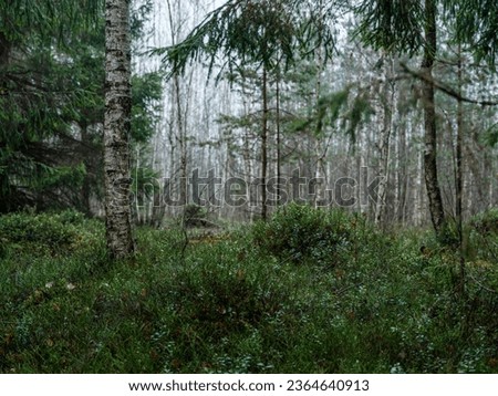 dark moody forest details in late wet autumn. textured backgrounds
