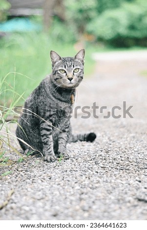 close up tabby cat sitting on ground, cute animal wallpaper background concept