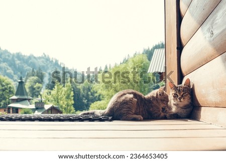 Stray street cat (homeless, outdoor, sad, pet). High quality photo