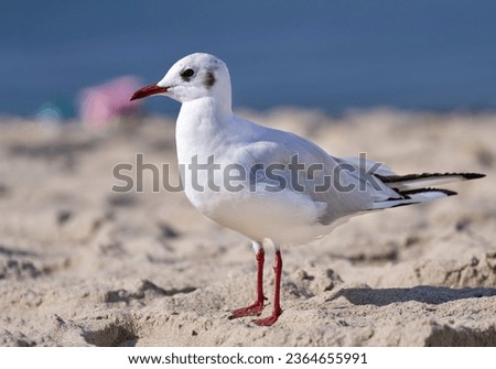 Black-headed gull (Chroicocephalus ridibundus) in side view standing in the sand on the beach - Usedom, Baltic Sea, Germany, Europe     Royalty-Free Stock Photo #2364655991