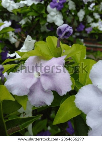 Unique flowers with white and purple gradient colors.