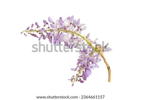 Beautiful purple flower Wisteria sinensis or Blue rain, Chinese wisteria isolated on a white background  Royalty-Free Stock Photo #2364661157