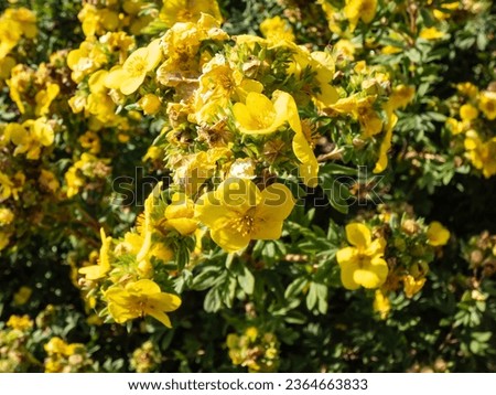 Shrubby cinquefoil (Pentaphylloides fruticosa) 'Gold teppich' flowering with very large golden-yellow flowers from May to September