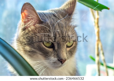 grey cat green eyes