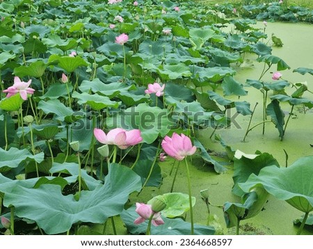 lotus flower blooming in the pond