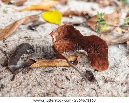 dry leaves dry season autumn fall clear sunny spring rainy foggy dry season winter cloudy summer wood background beautiful surface background natural wood natural cool hot earth footpath leaf park