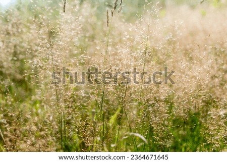 meadow of wild grass on the slopes of the Carpathians