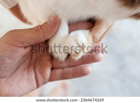 Young pup rabbit in hands. Close up little baby white rabbit's paw. 