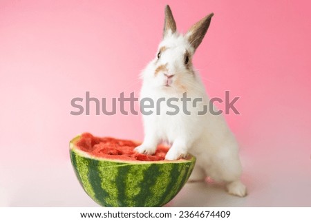 Rabbit and watermelon on pink background. Easter holiday concept.