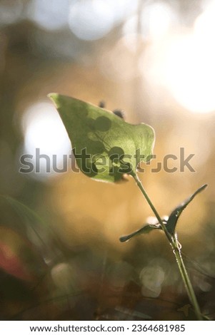 A photo of some kind of a lily shot with light coming from the back. The berries are silhouetted on to the leaf of the plant.