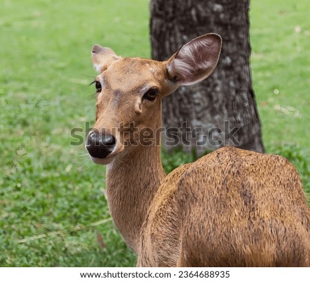 a photography of a deer standing in a field next to a tree, gazelle standing in front of a tree in a grassy area.