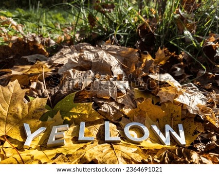 word yelow laid with silver metal letters on fallen maple leaves on autumn forest floor under direct sunlight