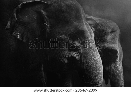 Fine Art portrait picture of "Two Sumatran Elephant", in black and white with grainy