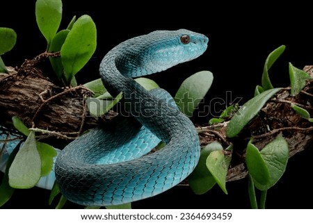 Blue viper snake on branch, Blue viper snake closeup on natural background, Indonesian viper snake