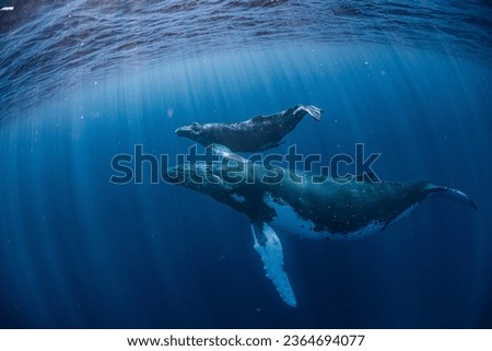 Humpback whale in vava'u ,tonga
 Royalty-Free Stock Photo #2364694077