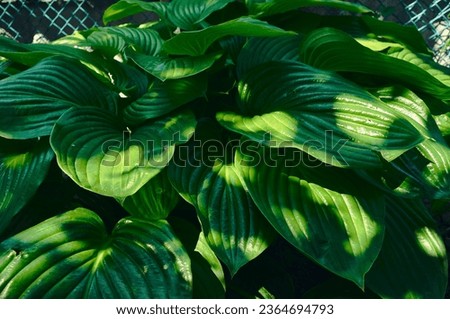 Large, green, juicy hosta leaves, a bush growing in a garden bed, the summer sun playing shadows on the beautiful leaves